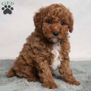 Isaiah, Cavapoo Puppy